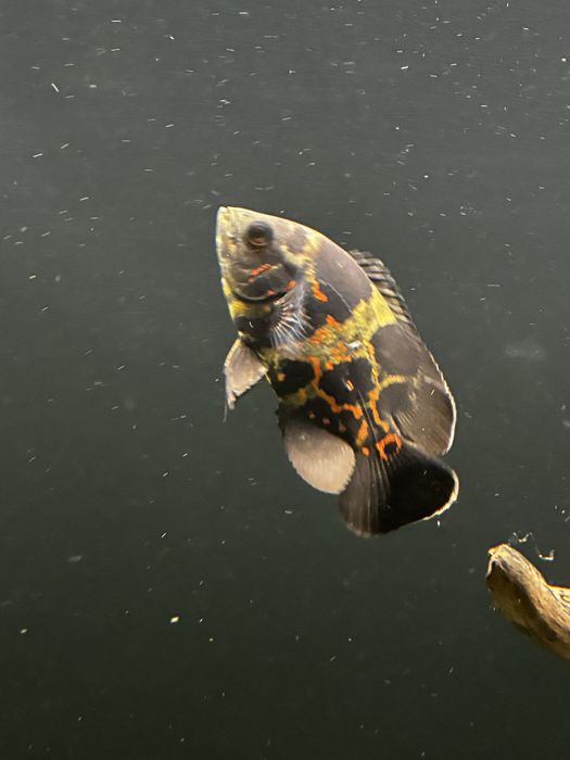 Oscares Ocellatus 10/11cm!
