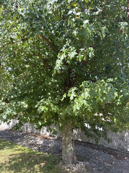 3 Liquidâmbares adultos para transplante – Seixas (Caminha)
