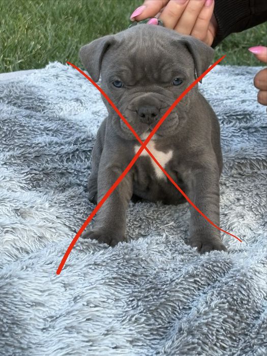 Genialne szczeniaki Amstaff z rodowodem.