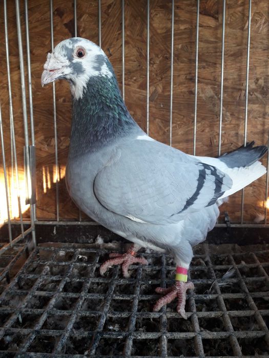 Golebie staropolskie samice