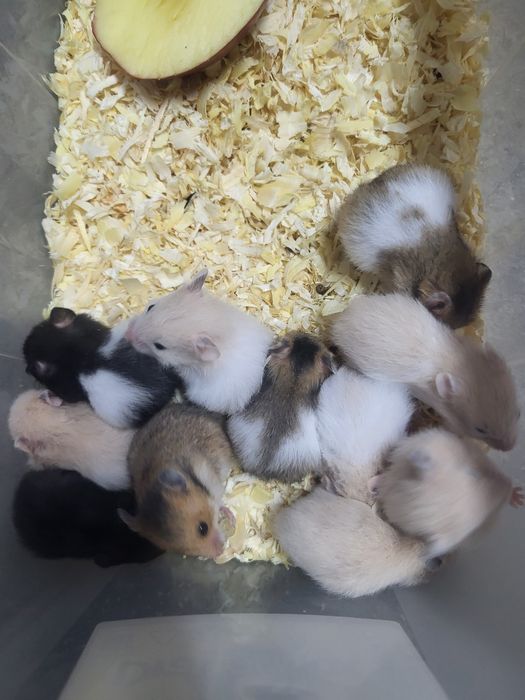 Chomiczek syryjski dziewczynki i chłopczyki