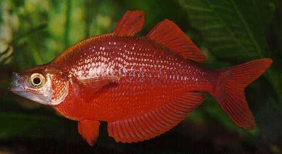 Tęczanka czerwona - Glossolepis incisus - dowóz, wysyłka