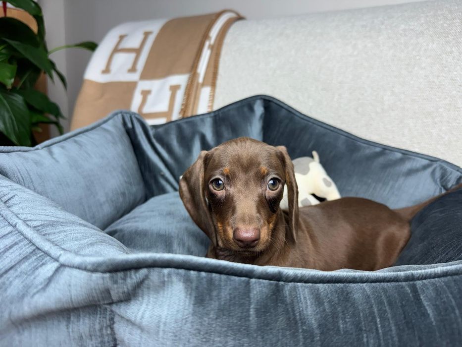 jamnik miniaturowy piesek choco