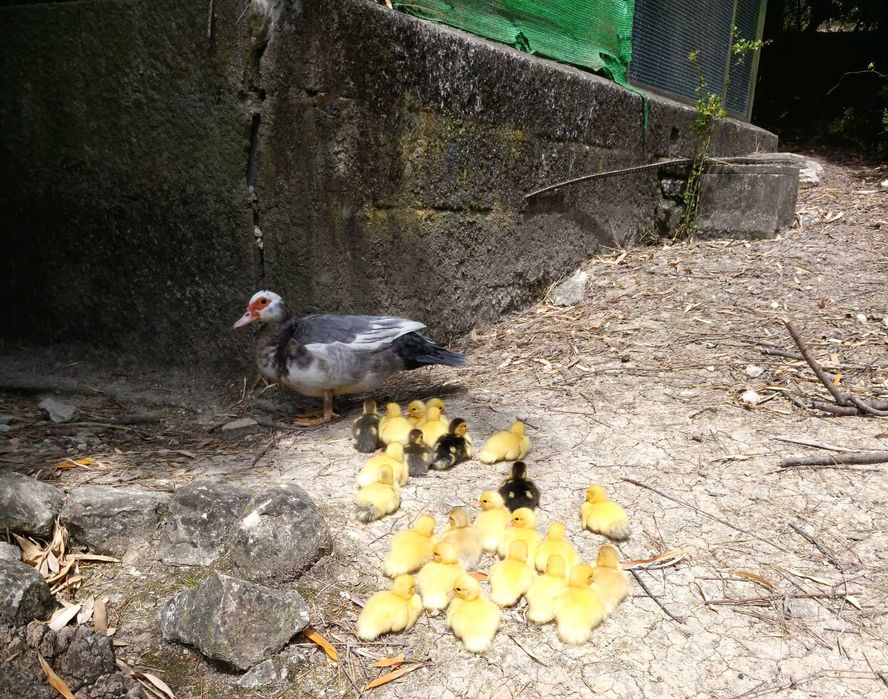 PATOS diversos nascidos e criados em liberdade