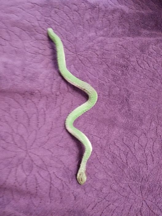 Mały gumowy wąż , zielony