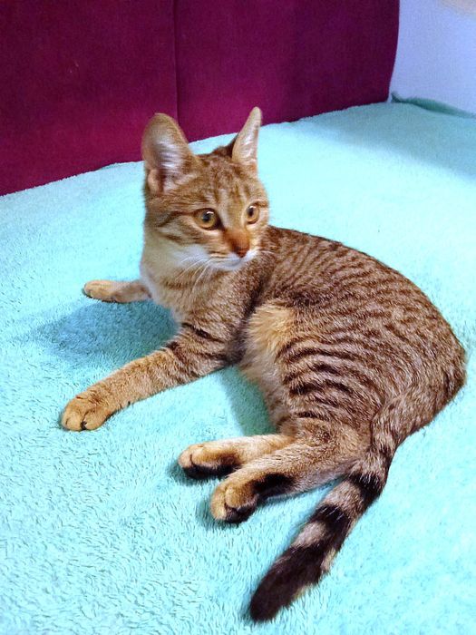 Стерилизованная полосатая котёнок девочка табби ищет дом! Котята!