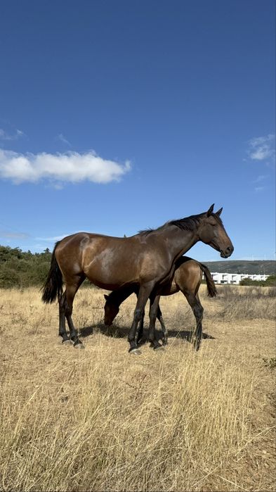 Éguas Lusitanas registadas  e pontuadas Ortigao Costa