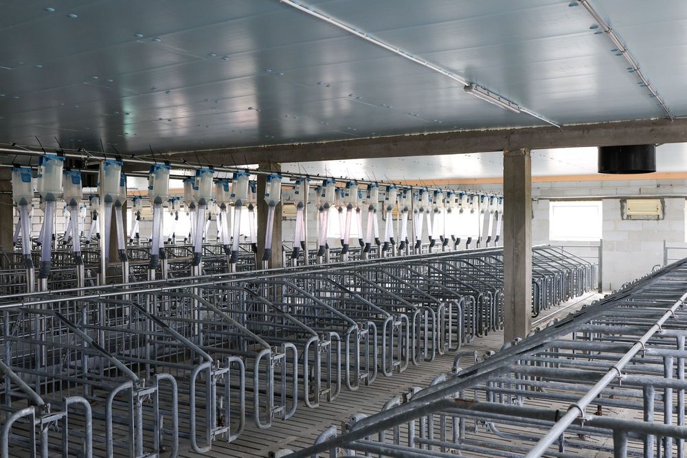 Ocieplenie Izolacja Odchowalni Prosiąt Porodówki Styrodur XPS AGRO