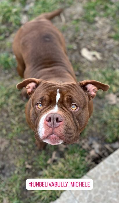 Викоючно в найкращу родину ! Буллі стандрат, стерилізована.