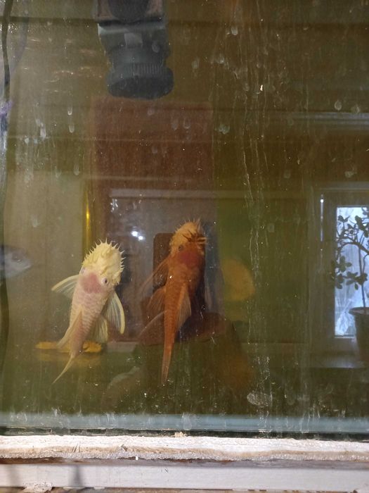 Цихлида малавийская