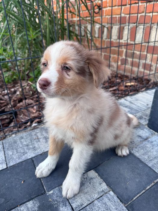 Owczarek australijski sunia red merle