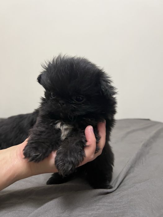 Маленькі Песики пекінеси