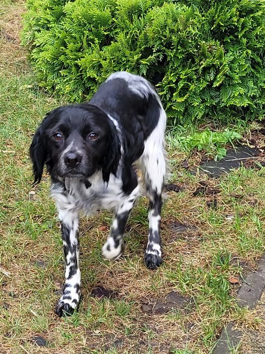 Spaniel Bretoński (Epagneul Breton)FCI