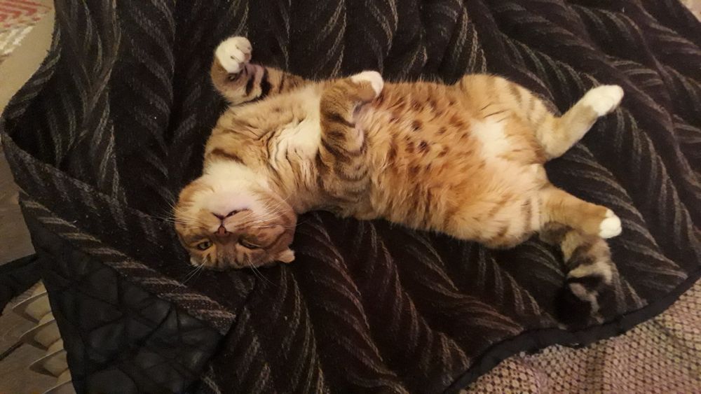 Кіт на в'язку.  в'язка кота. висловухий кіт. Случка кота ,злучка,вязка