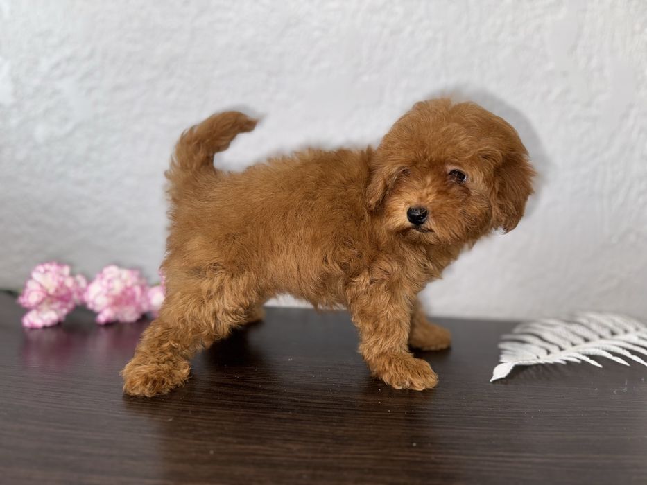 Малюки мальтіпу дизайнерські та гіпоалергенні друзі