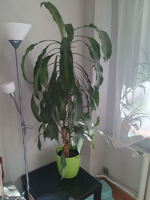 Dracena wonna kwiat