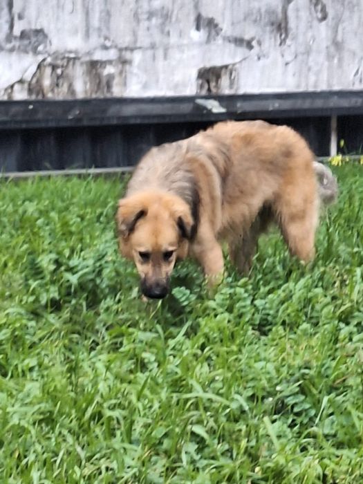 Caozinho de 10 mesinhos para adopção