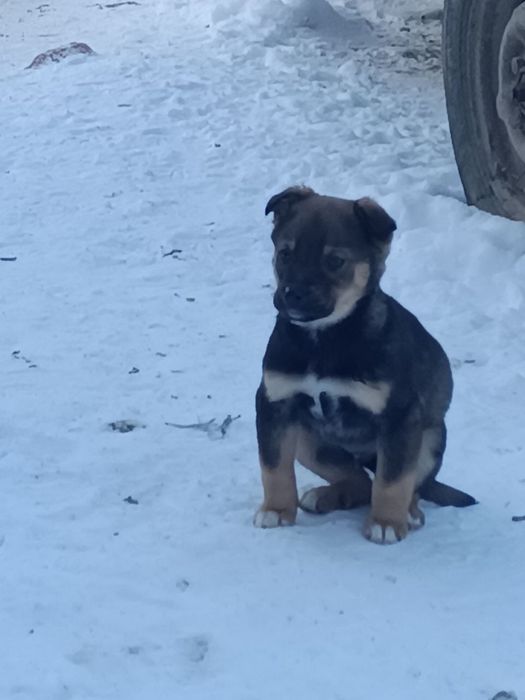 Віддам щенят у хороші руки. Веселі, активні, здорові