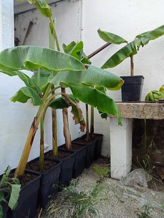 Bananeiras decoração ou consumo (últimas 3)