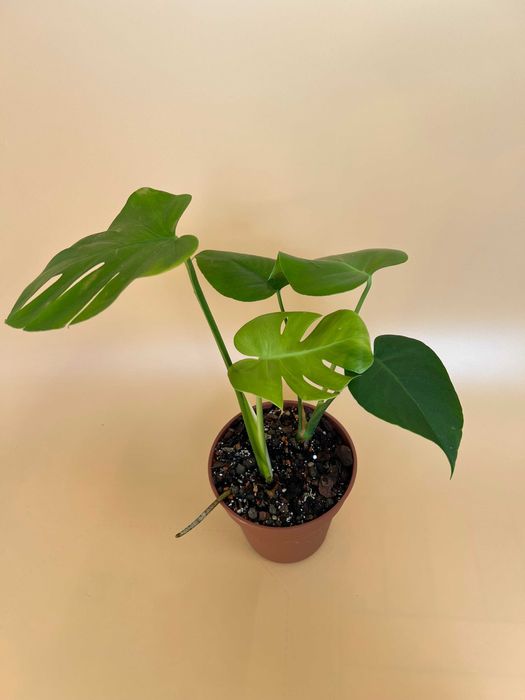 Монстера Делікатесна (Monstera Deliciosa)