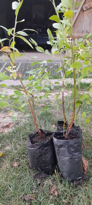 Лохина. Саджанці Лохини. Малина. Ожина