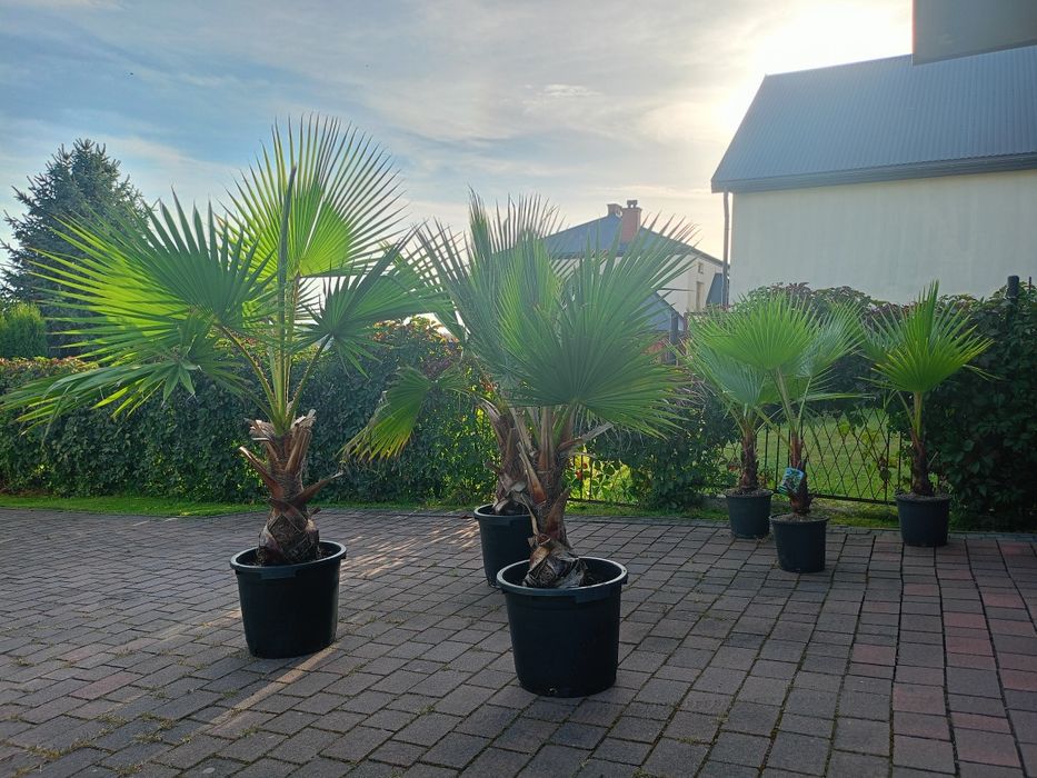 Palma Waszyngtonia Robusta – efektowna ozdoba domu i ogrodu!