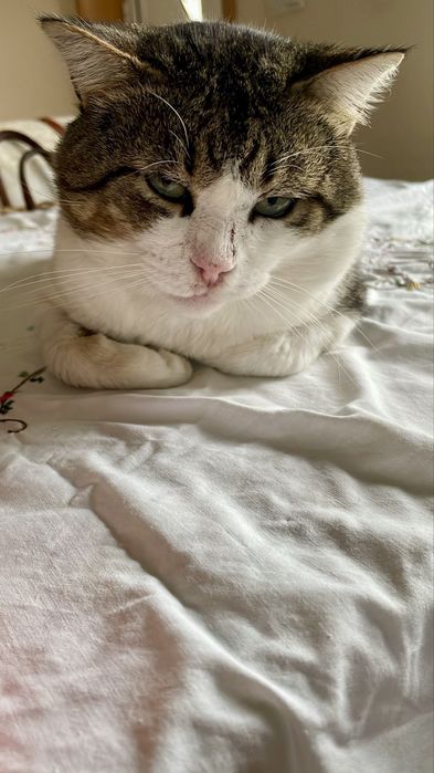 Gato adulto para adoção responsável