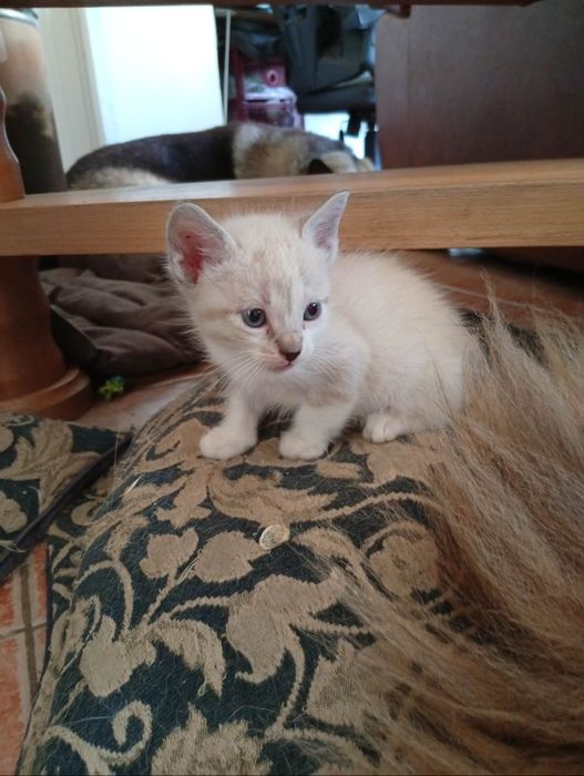 Dou gatinhos com cerca de mês e meio