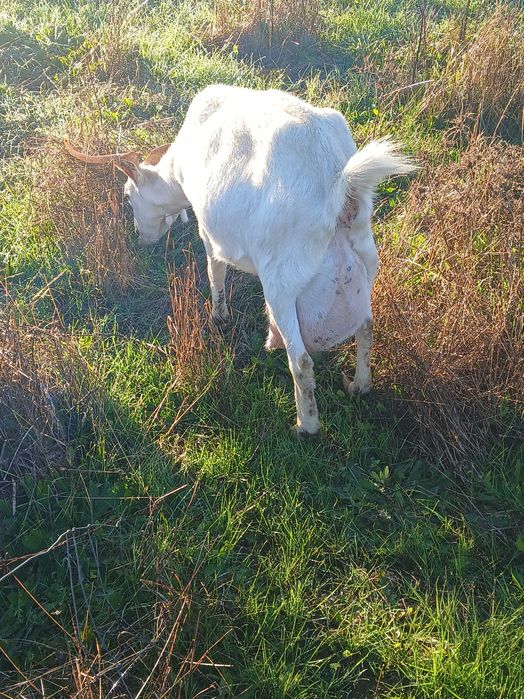 Saanen de excelente qualidade leiteira com duas chibas
