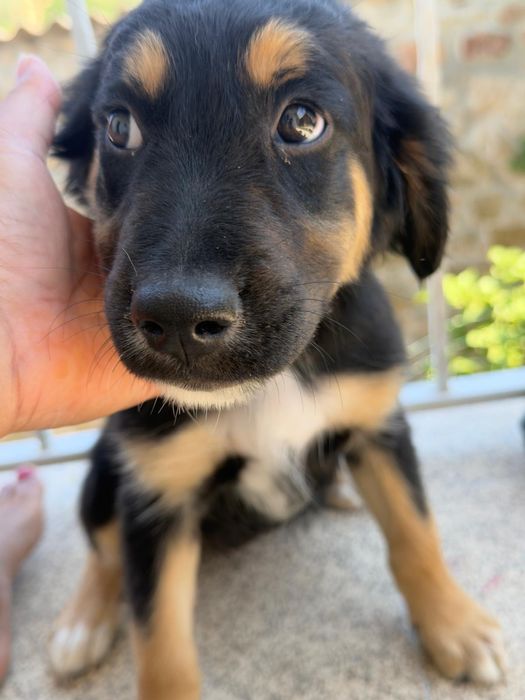 Cão babe para adopção