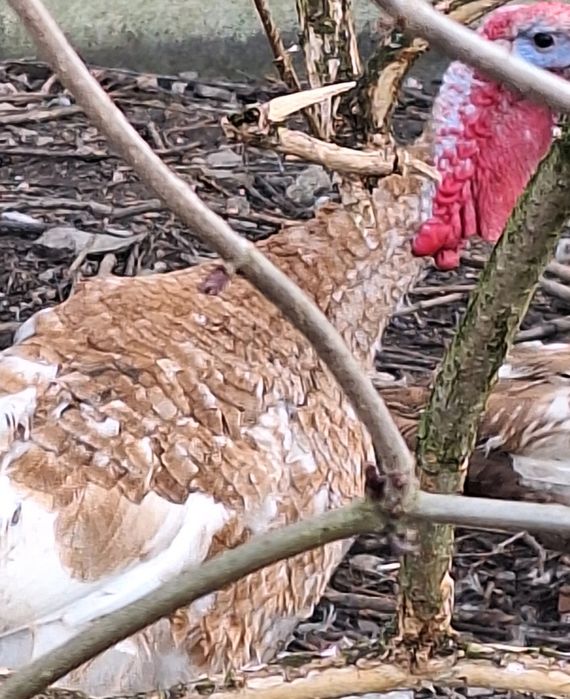 Jaja legowe,jajka perliczki ogolnej ,perliczek brojler indykow gesi.