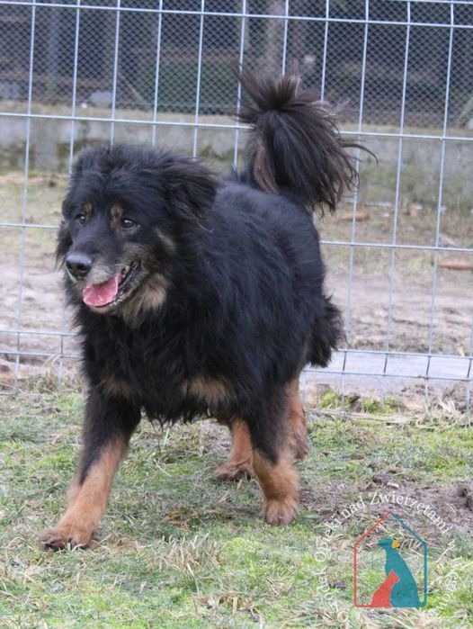 Stracił wszystko, ale można go jeszcze uratować - adoptuj seniorka