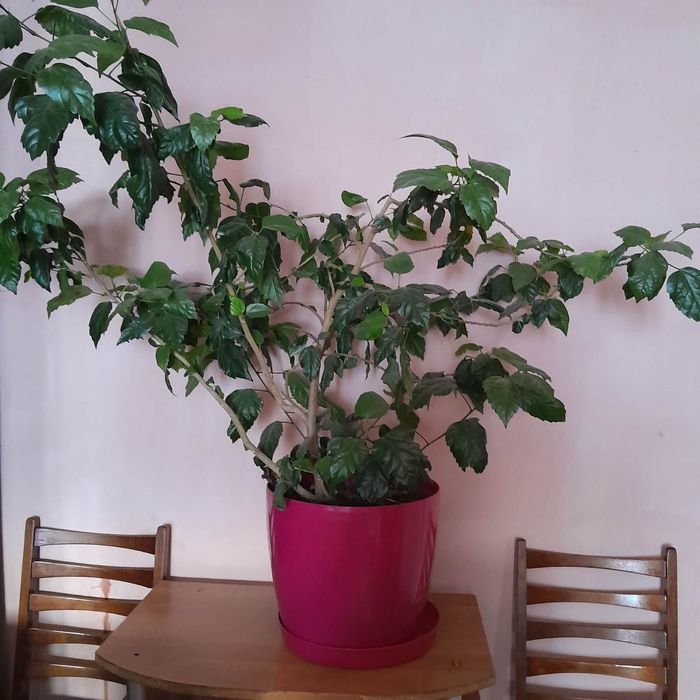 Продам кімнатну рослину