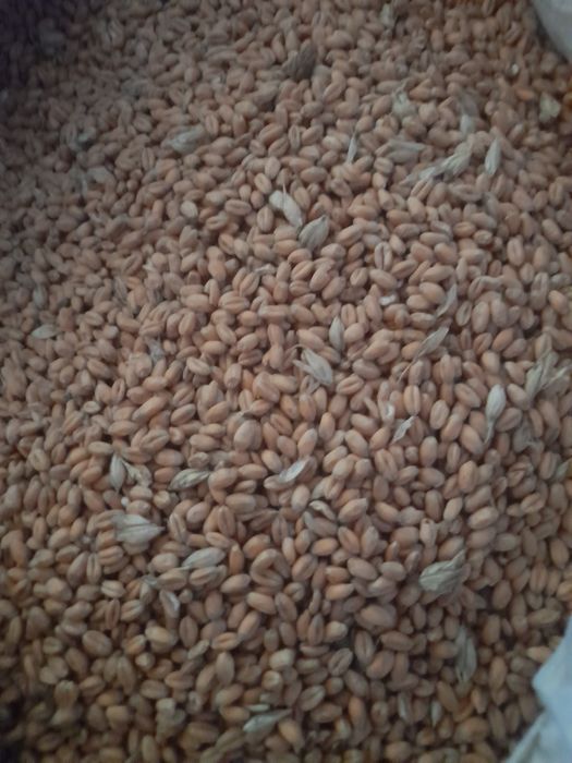 Pszenica zanęta,pokarm