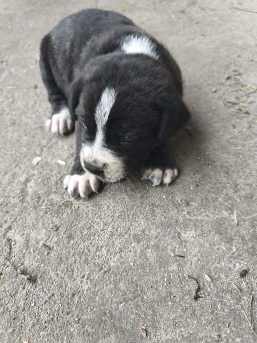 Oddam za darmo  pieska