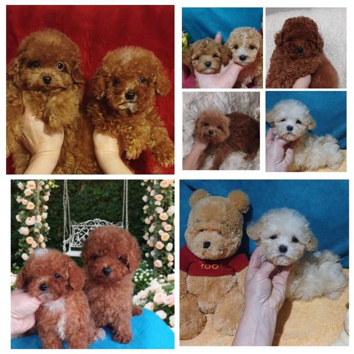 Крошечные мишки мини мальтипу и той пуделя. Доставка.