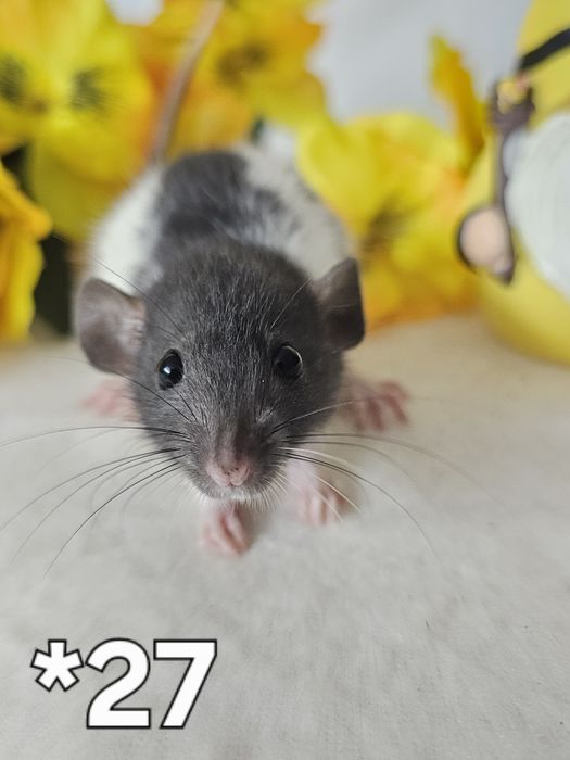 Szczur szczurki szczury