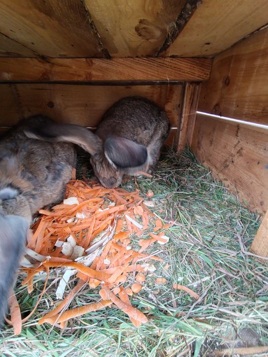 Olbrzymy Belgijskie samce