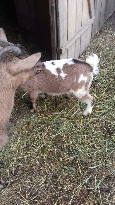 Kozie mleko okolice Ostrowi mazowieckiej