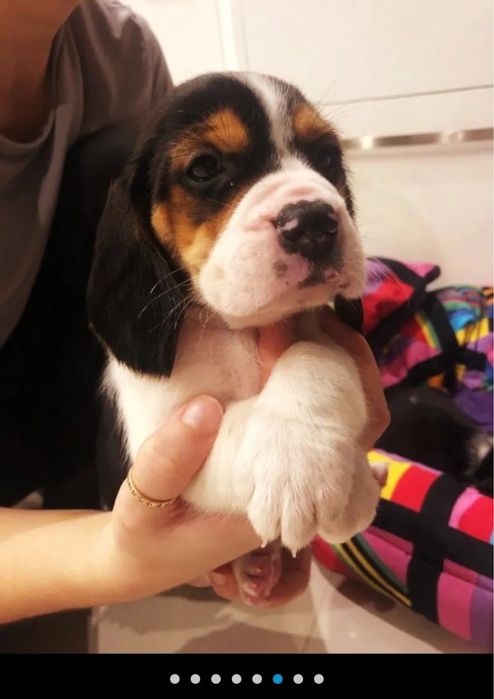 Beagle Tricolor! Szczeniaki z rodowodem!!