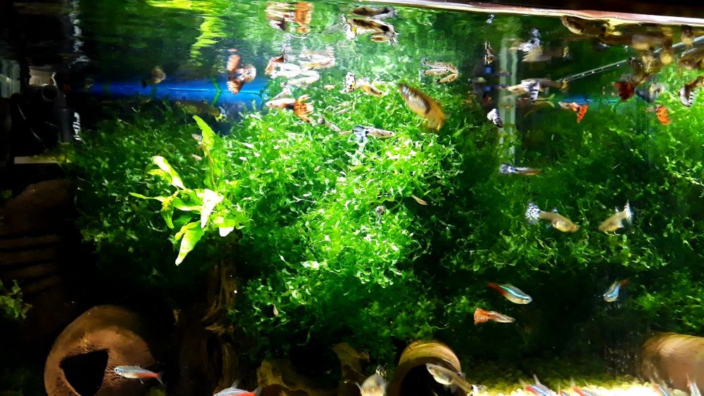 Rybki mieczyki, gupiki,