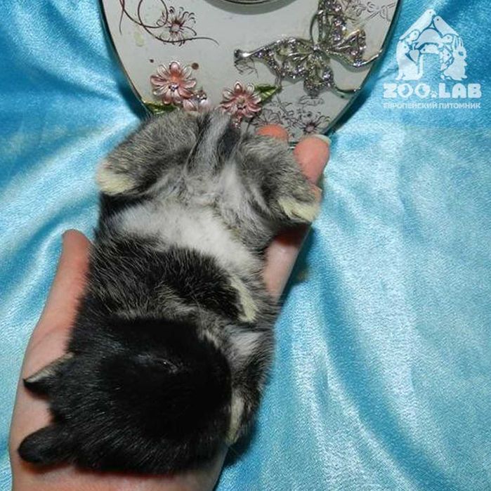 Английский кролик, торчеухий карликовый малыш. Ручной кролик!