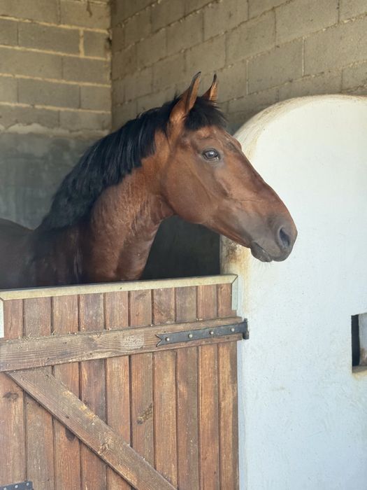 Cavalo cruzado, montado, 5 anos