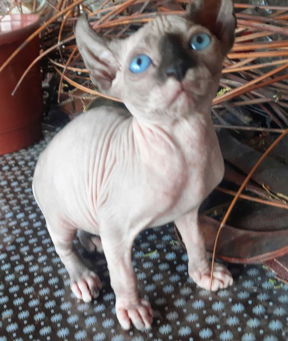 Дівчинка ельфійка канадський сфінкс