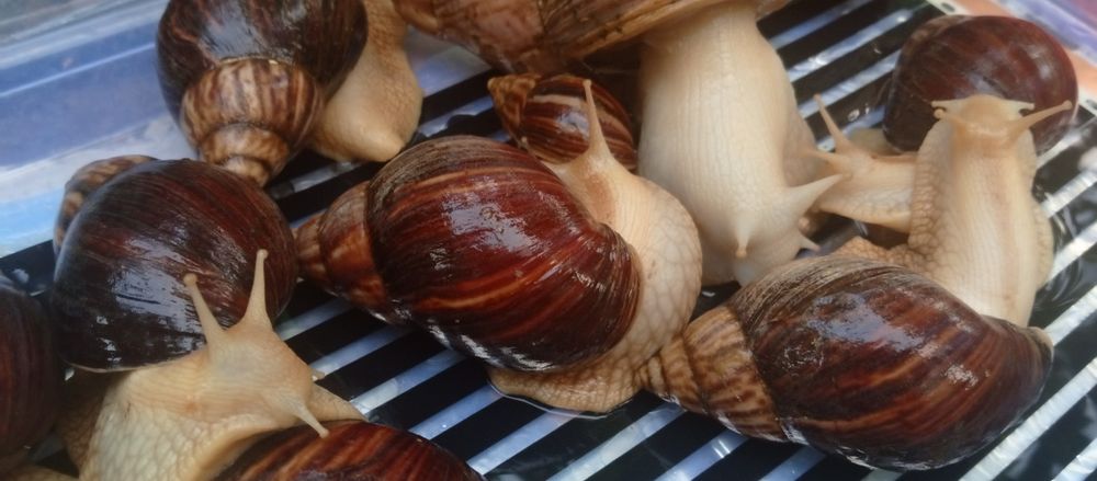 Выведу улиток на заказ