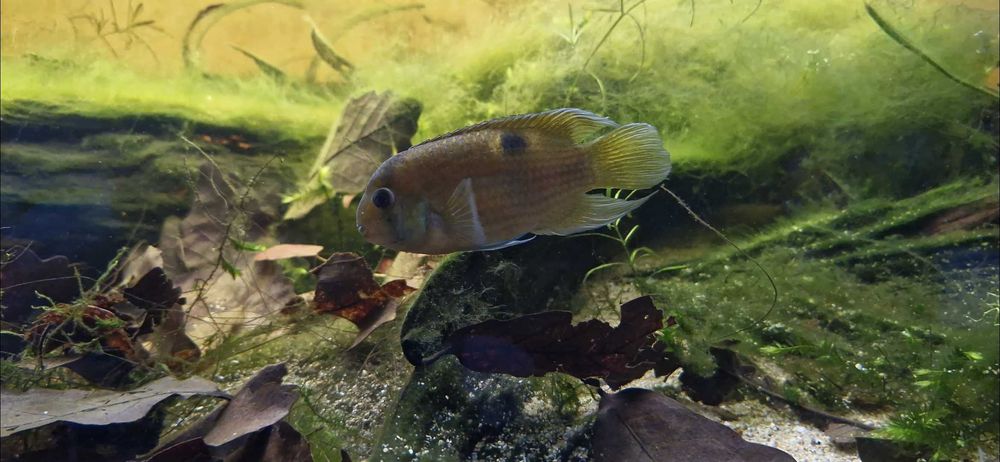 3 Cleithracara maronii