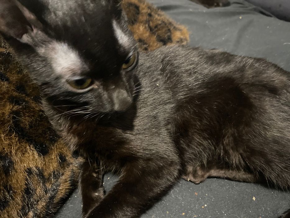 Gatinhas bebés 5 meses