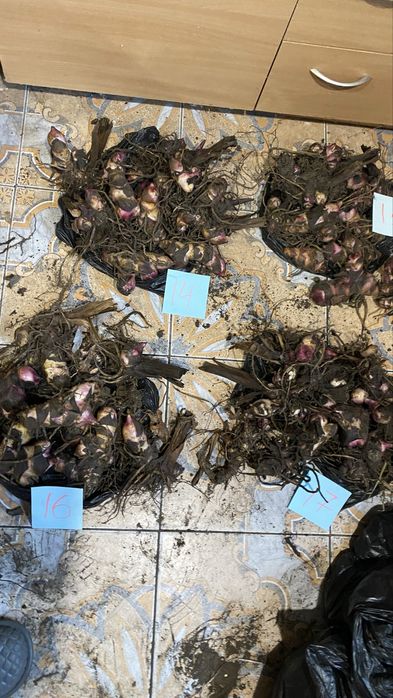 АКЦИЯ 10шт=250грн Канны клубни канн цветы квіти