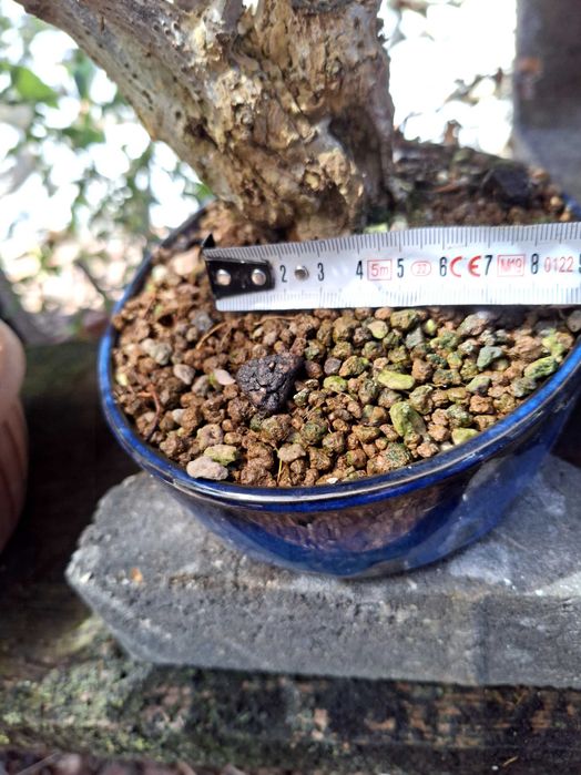 Bonsai Berberis Thunbergii