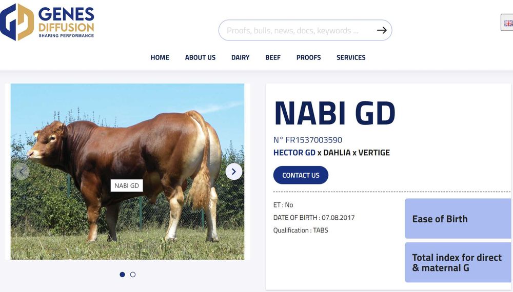 SPRZEDAM jałówki czystej rasy Limousine BEZROŻNE - po ojcu francuskim